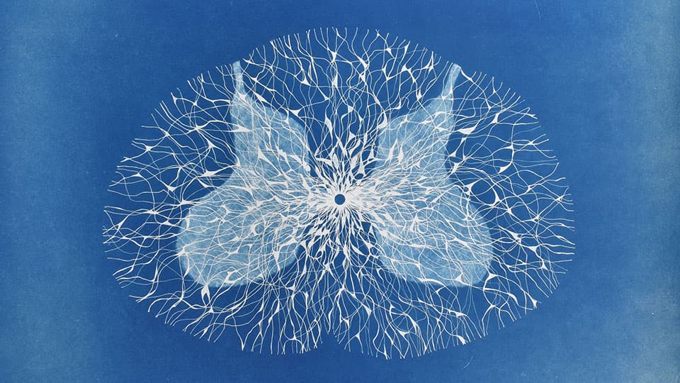 Mary Yacoob, ‘Electrospun…'